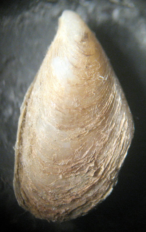 Mytilopsis sallei